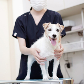 ALLONE動物病院 negishi病院